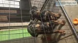 Rottweiler Puppies