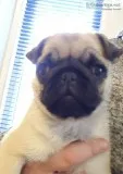 7 months old female fawn pug pup