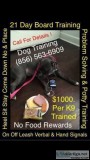 Your dog train to respond to you