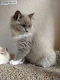 Beautiful Male and Female Ragdoll kittens ready Now
