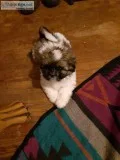 Shih tzu puppies