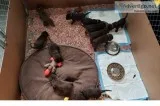 CHOCOLATE LABRADOR RETRIEVER PUPS MALES and FEMALES