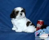 Shih Tzu Puppies-Champion Dam