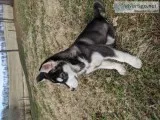 Alaskan Malamute Puppies