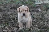 Full English Yellow Labrador Puppies