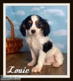 Louie Male Cavapoo