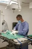Pet Surgery Services in Middletown