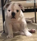 English Bulldog Puppies