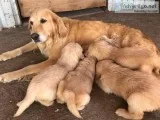 Golden retriever puppies ( San Diego )