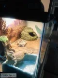 Bearded dragon with full habitat