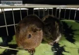 Two Female American Guinea Pigs