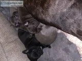 French Bulldog Puppies