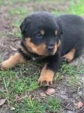 German Rottweiler Puppies