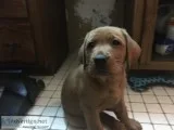 3 Fox Red Labrador Retrievers Puppies