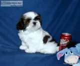 Shih Tzu Puppies-Champion Dam