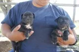 Cane Corsos for Sale