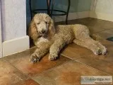 Male AKC Standard poodle