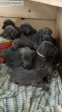 AKC Weimaraner puppies