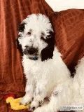 Male sheepadoodle puppy 10weeks old. He has been vet checked and