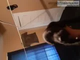 Dantiff puppies