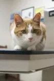 Best Pet Cardiology Services in Middletown