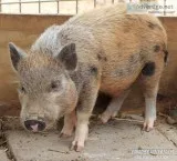 Mini Pigs-Half off