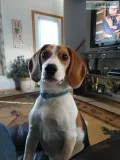 Purebred beagle