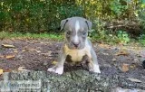 American Bullie Pups