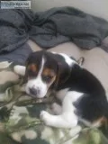BeagleBassett pups