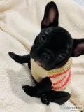 Female frenchies for sale