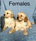 Golden retriever puppies