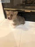 AKC Pembroke Welsh Corgis
