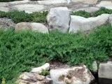 Blue Pacific Junipers