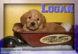 Logan Male Mini Labradoodle
