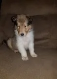 Akc collie pups