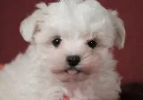Maltese Puppies For Sale