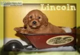Lincoln Male Mini Labradoodle