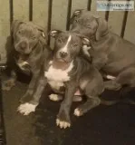 Pitbull puppies