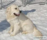 Golden Retriever Puppies