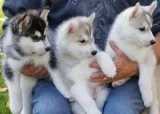 Playful and adorable siberian huskies