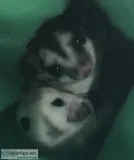 2 female sugar gliders
