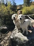English Cream Golden Retrivers
