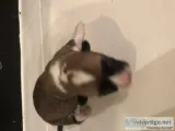 AKC Corgi Puppies