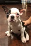 Boston terriers