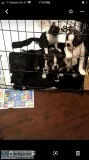 Boston terriers