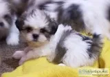 Shih Tzu puppies