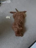 5 month old golden doodle for sale