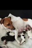 Jack Russell Pups For Sale