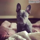French Bulldog