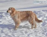 Golden Retriever Puppies